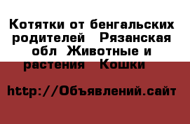Котятки от бенгальских родителей - Рязанская обл. Животные и растения » Кошки   